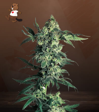 northern-lights-regular-image