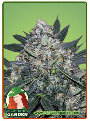black-indica-image