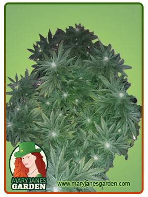 og-banana-punch-image