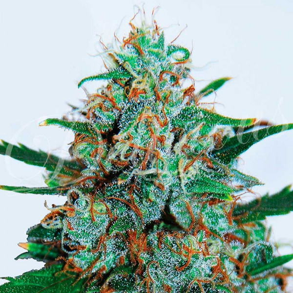critical-neville-haze-auto-image