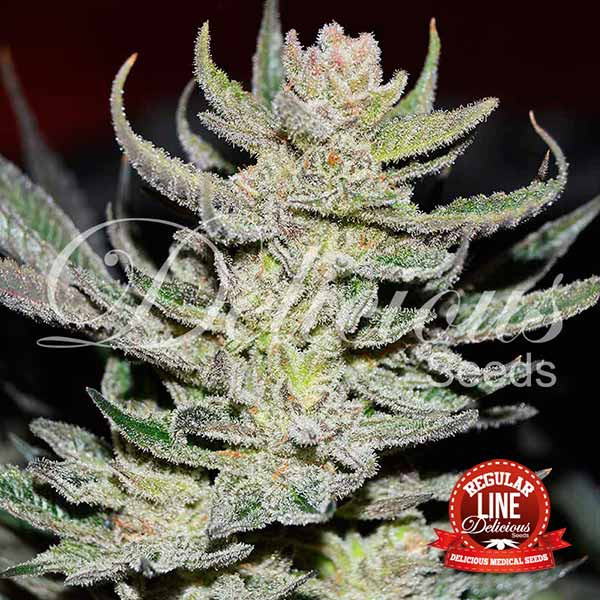 desconocida-kush-regular-image
