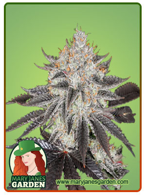 sex-on-the-beach-image