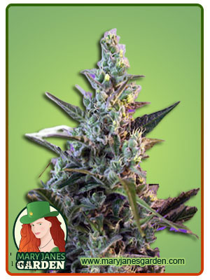 skunk-fem-fast-version-image