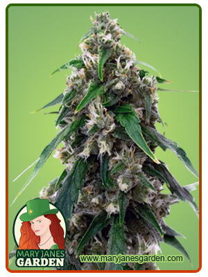 black-water-purple-og-cheese-image