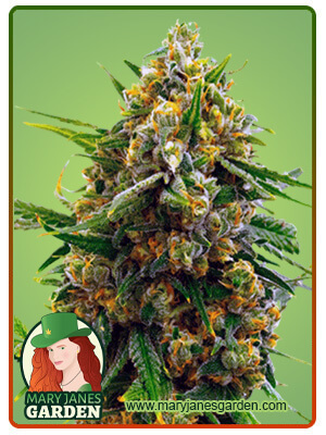 blue-head-band-image