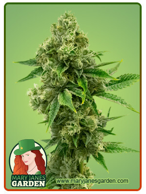 critical-bilbo-image