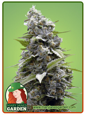 girl-scout-cookies-image