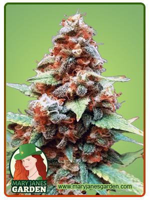 gorilla-g-lemon-image