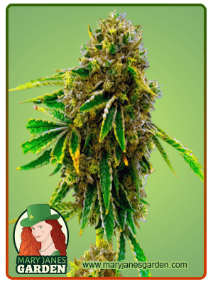 pineapple-haze-image