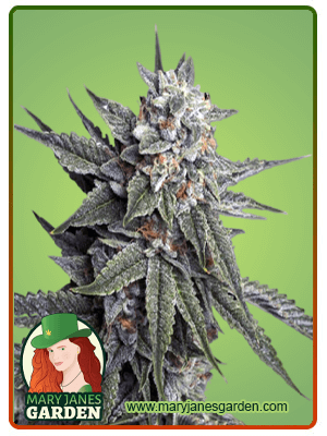 strawberry-banana-image