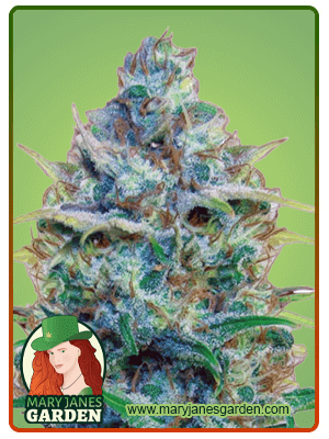 strawberry-cough-image