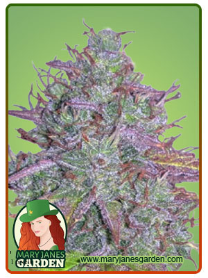 blue-mystic-autoflowering-image