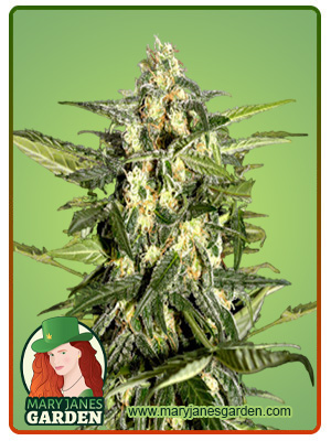 jack-herer-autoflower-image