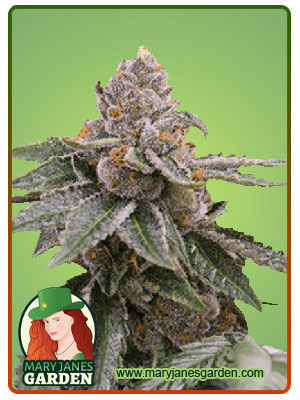 sour-girl-autoflower-image