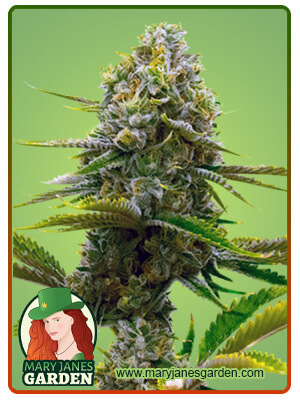 bubblegum-autoflowering-image