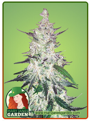 cbd-diesel-autoflower-image