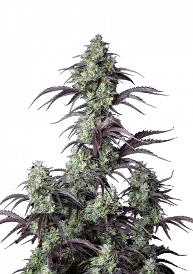 mimosa-cake-auto-image