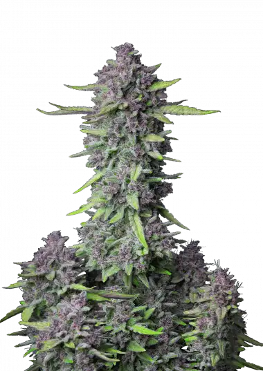 purple-punch-auto-image