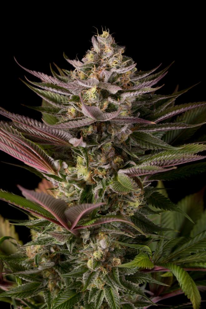 blue-kush-image