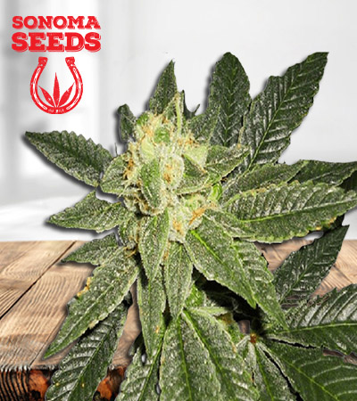 blackberry-candy-regular-image