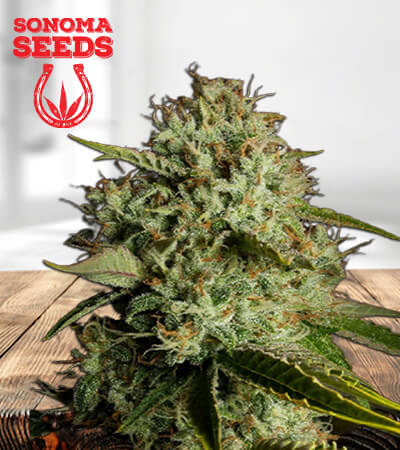 agent-orange-regular-image