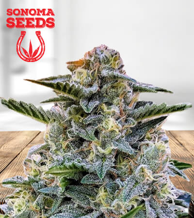 bruce-banner-regular-image