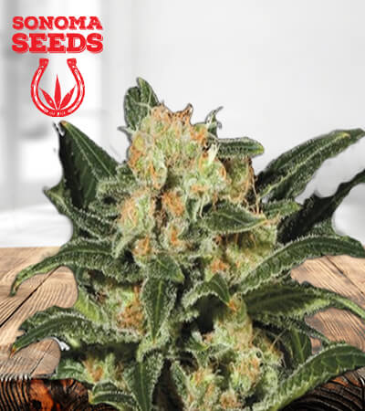 candy-punch-regular-image