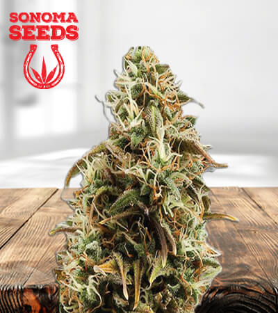 chocolope-candy-regular-image