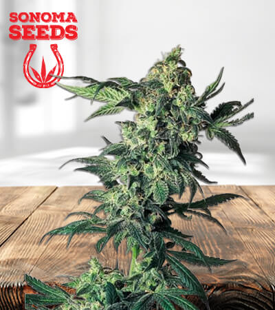 northern-lights-regular-image