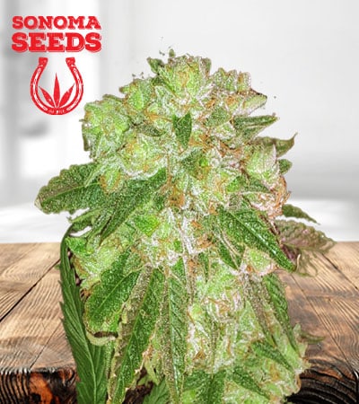 cherry-lemonade-image