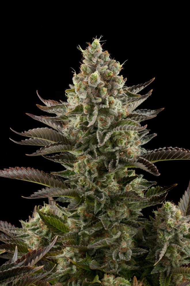 white-widow-image