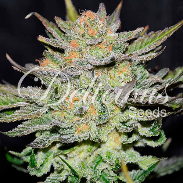 auto-blue-ace-cbd-image