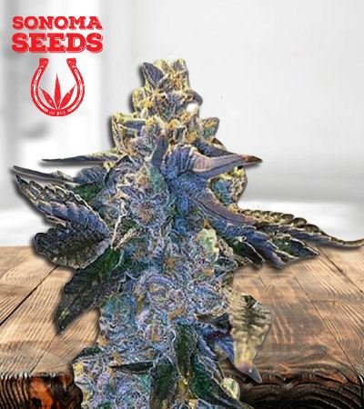 rainbow-sherbert-image