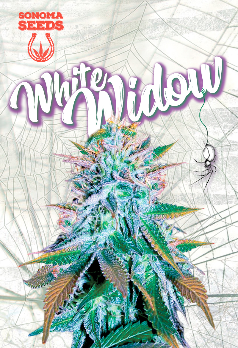 white-widow-image