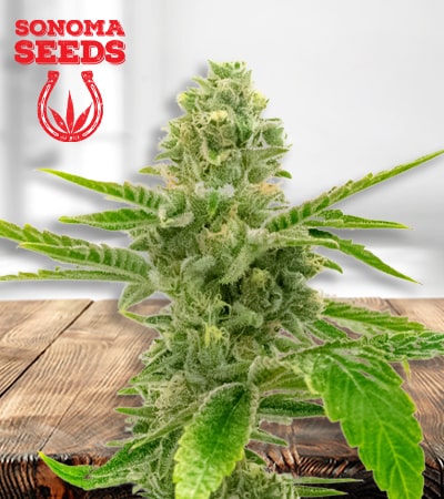 american-haze--california-haze-image