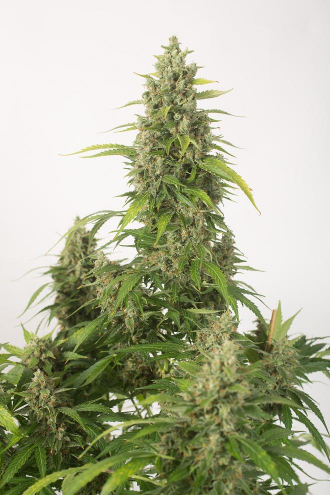 haze-xxl-autoflowering-image
