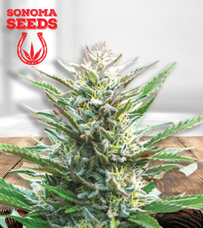 san-fernando-valley-image