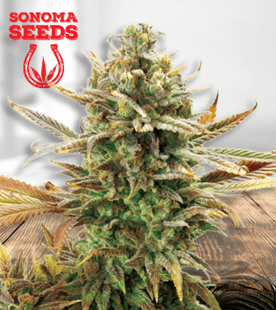 super-critical-image