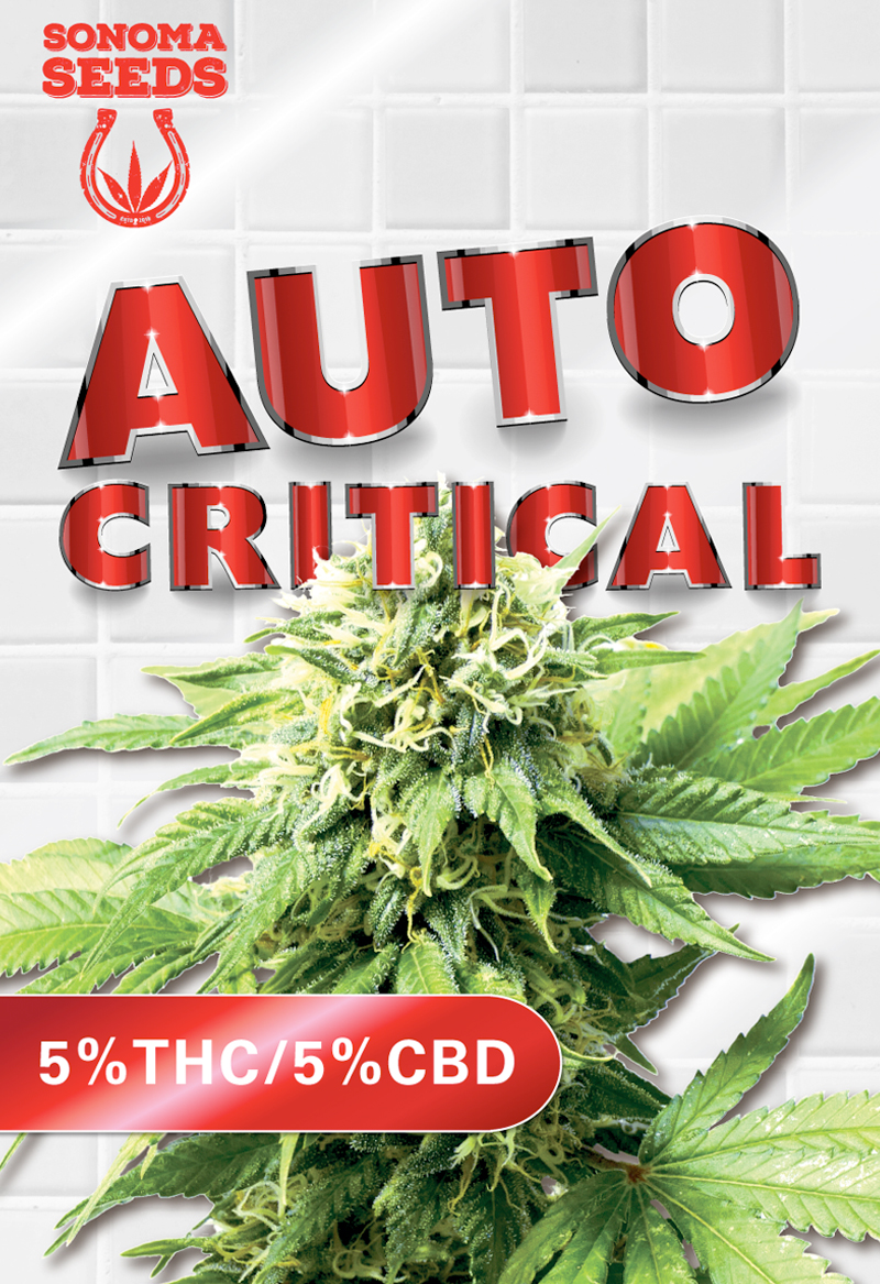 auto-critical-cbd-image