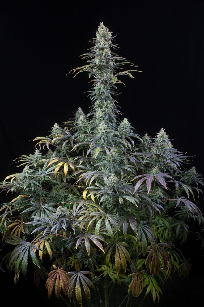 early-amnesia-cbd-image