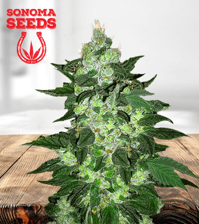 candy-cane-autoflower-image