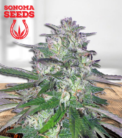 fruit-walker-autoflower-image