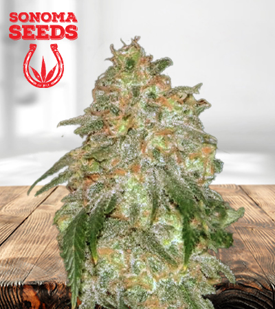 nypd-blue-autoflower-image