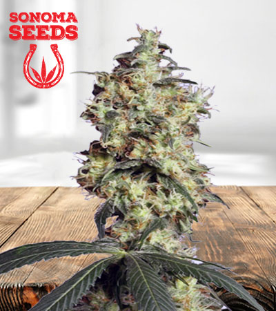 granddaddy-purple-autoflower-image