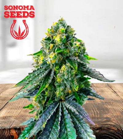 jack-herer-autoflower-image