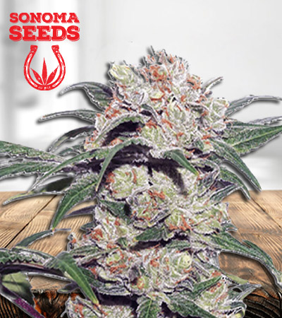 mint-head-autoflower-image