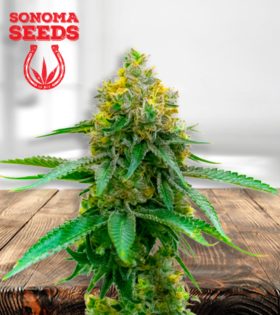 girl-scout-cookies-autoflower-image