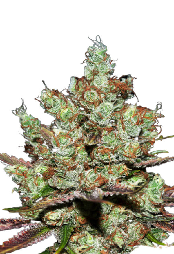 alien-gorilla-glue-image