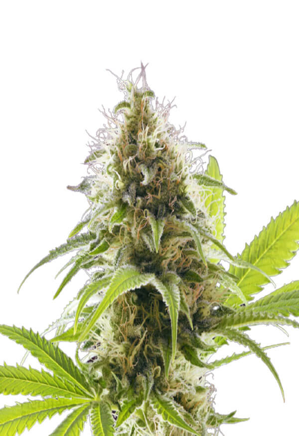 alien-technology-image