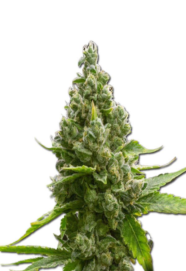 amnesia-blue-head-band-image